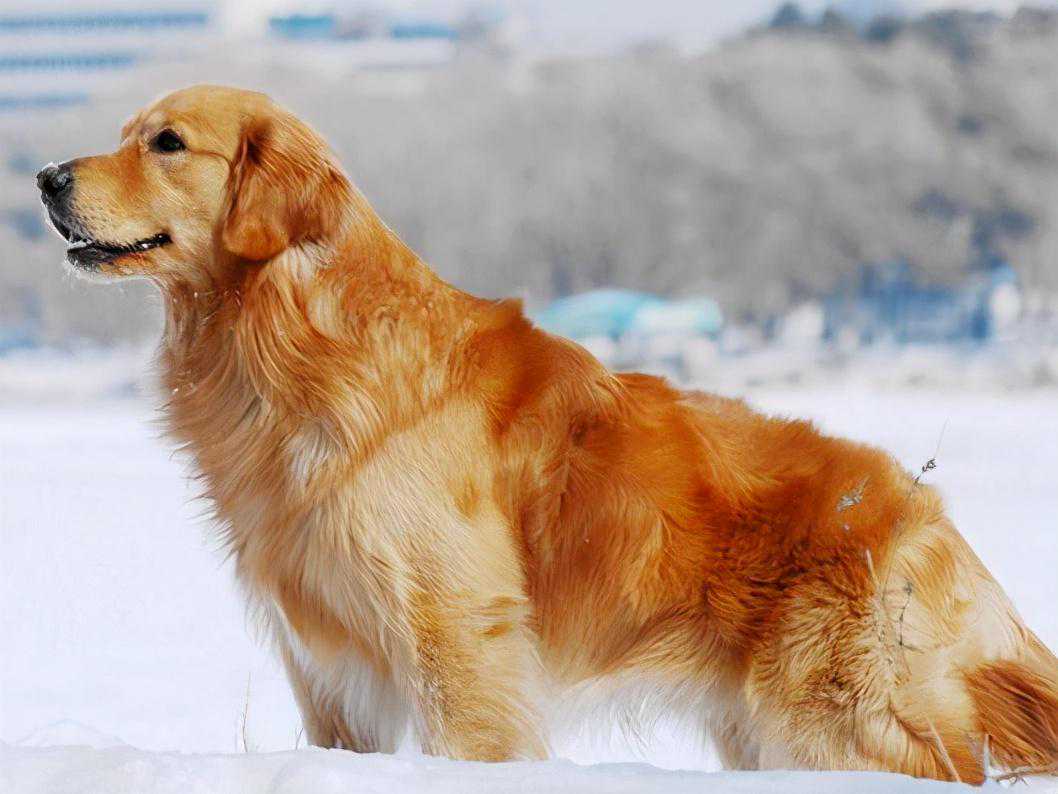 这7种狗，颜值最高，你家狗狗可能也在