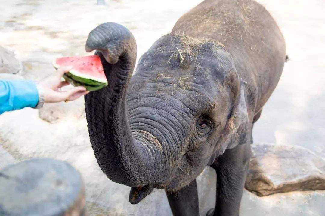 两个月的松狮幼犬怎么养，每天喂几顿好