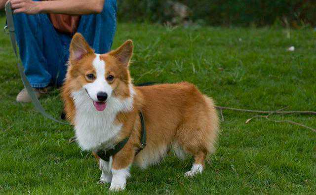 “纯种”柯基和“串串”柯基，哪个更值得养？