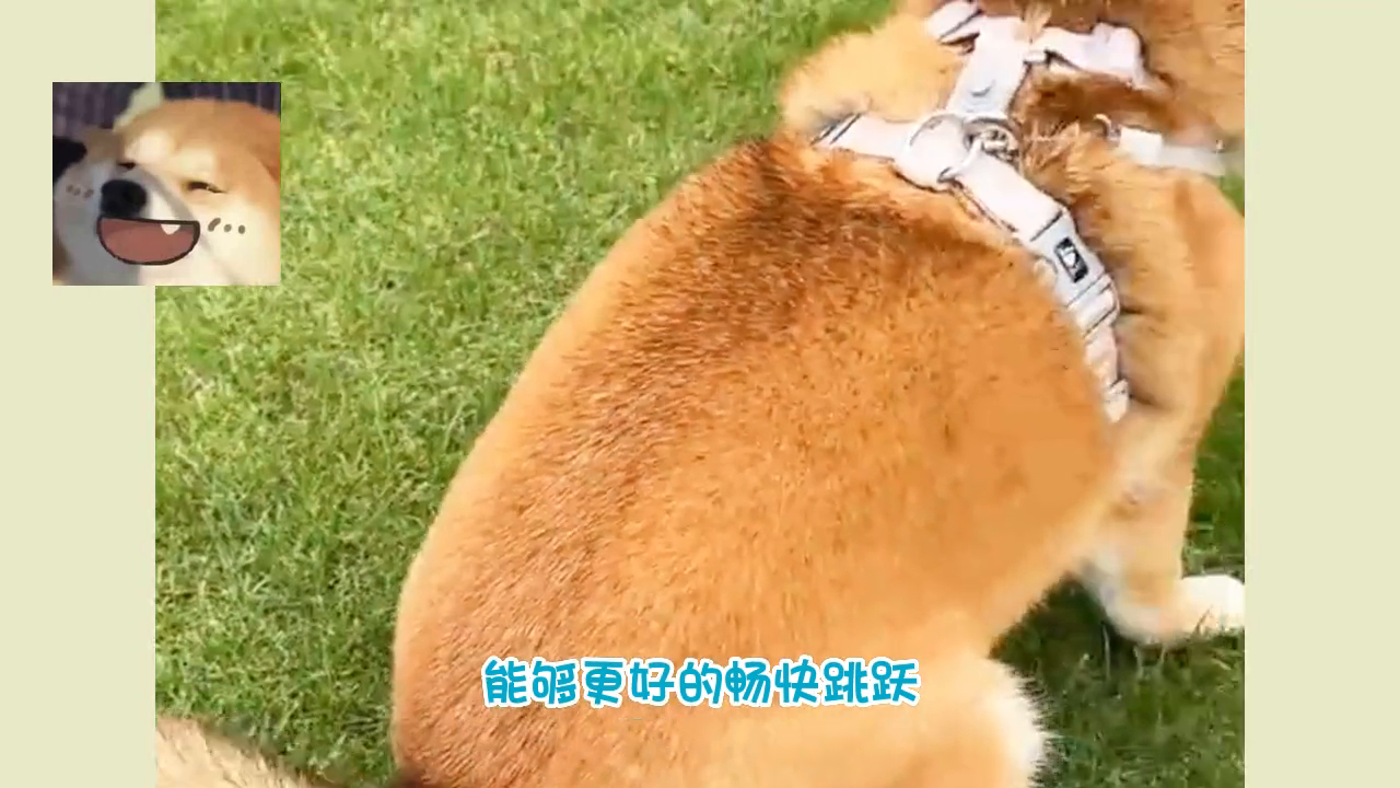 宠物缺钙的症状有哪些？