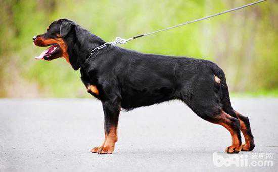 最受人们喜爱的8种“黑色”狗狗，这也太帅了吧？！