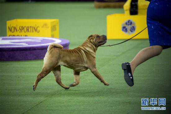 纽约威斯敏斯特犬展