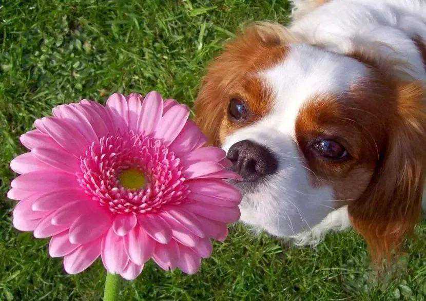 如何给狗狗挑选一家它喜欢的宠物医院？