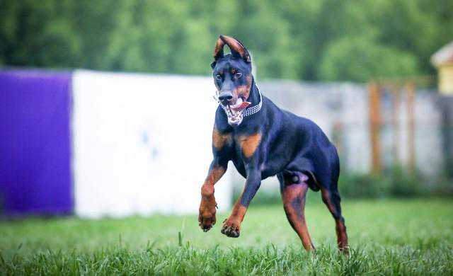 宠物狗系列之寻血猎犬