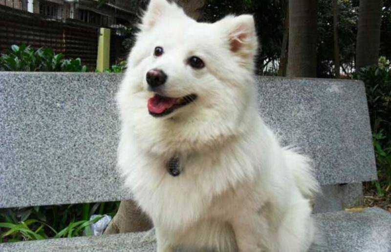 掌握以下要点，分辨博美犬和银狐犬，并不难！