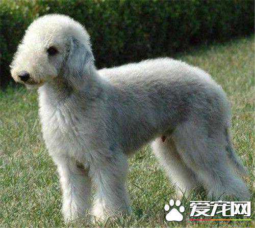 贝灵顿梗是禁养犬吗 贝灵顿梗为什么禁养