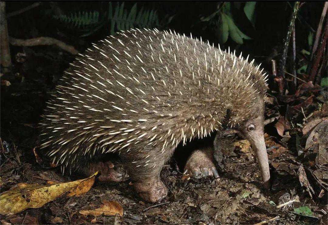 狗：1分钟，我要这个“扎嘴玩意儿”的全部资料