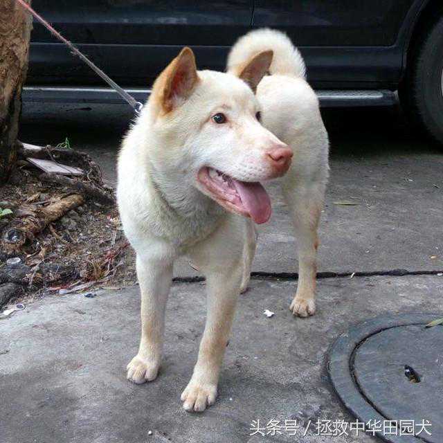 200块的土狗与3000块的边牧