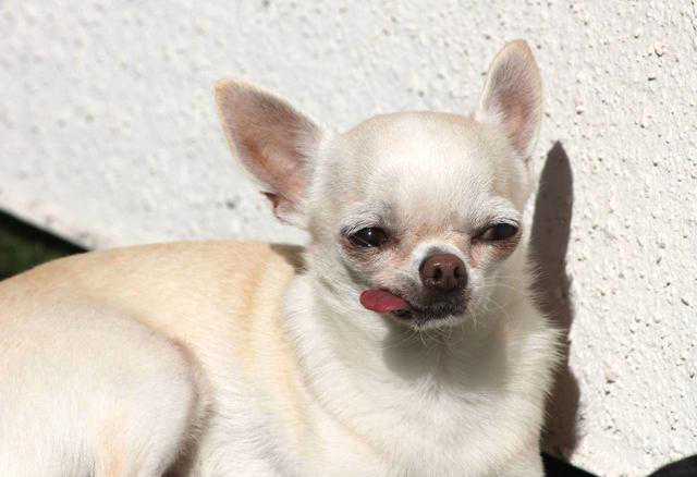 吉娃娃吃什么狗粮好？