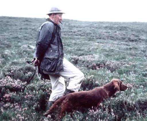 猎人的好“猎枪”，​爱尔兰雪达犬