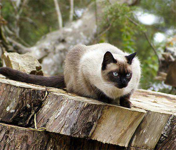 寻猫启示｜泰国：用“哆啦A梦”猫祈雨