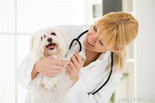 你真的了解该怎么给宠物驱虫吗？