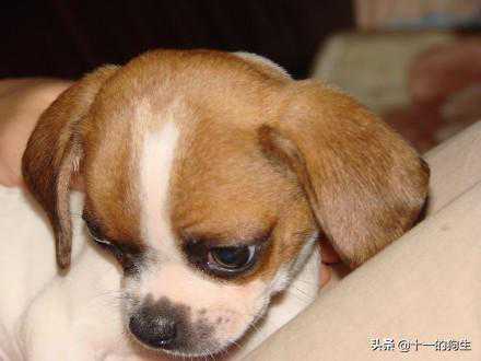 “星期狗”是什么？为什么现在想养狗的人都害怕听到这个词汇？