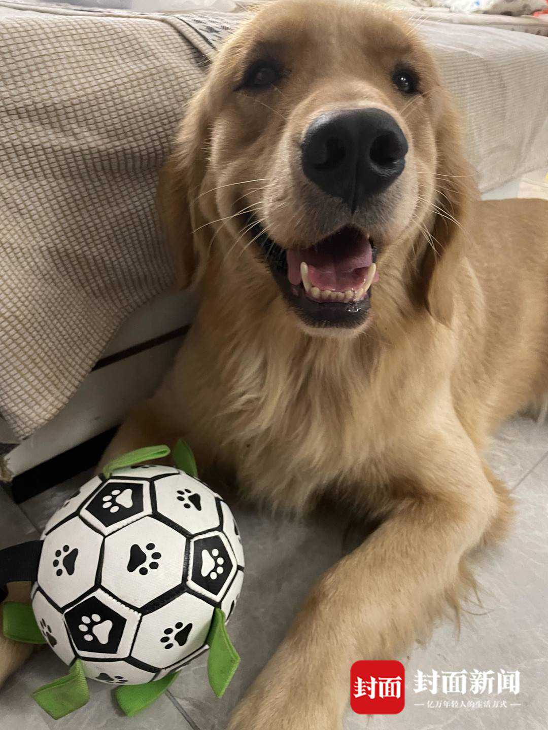 成都防疫期间男子接收近150只猫狗 一线抗疫者还可免费寄养 | 谢谢你，每一个你