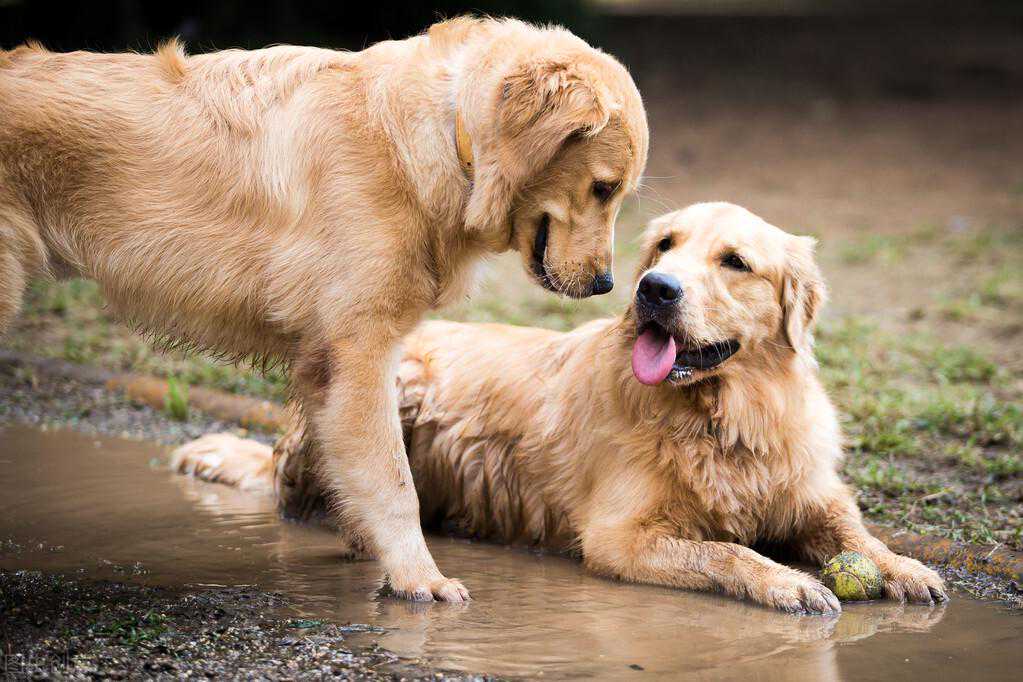 打工人称这6种狗为"狗中贵族"，你养得起吗？