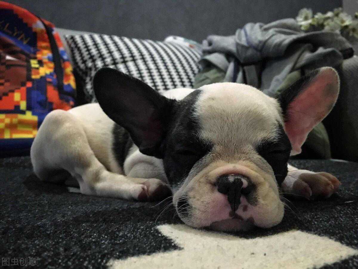 养狗多年的“过来人”告诉你，法斗有3大优点和3大缺点