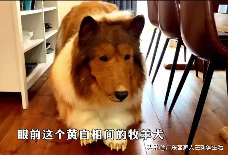 日本男子花200万把自己整成狗，女朋友白天带他遛弯，晚上睡狗笼