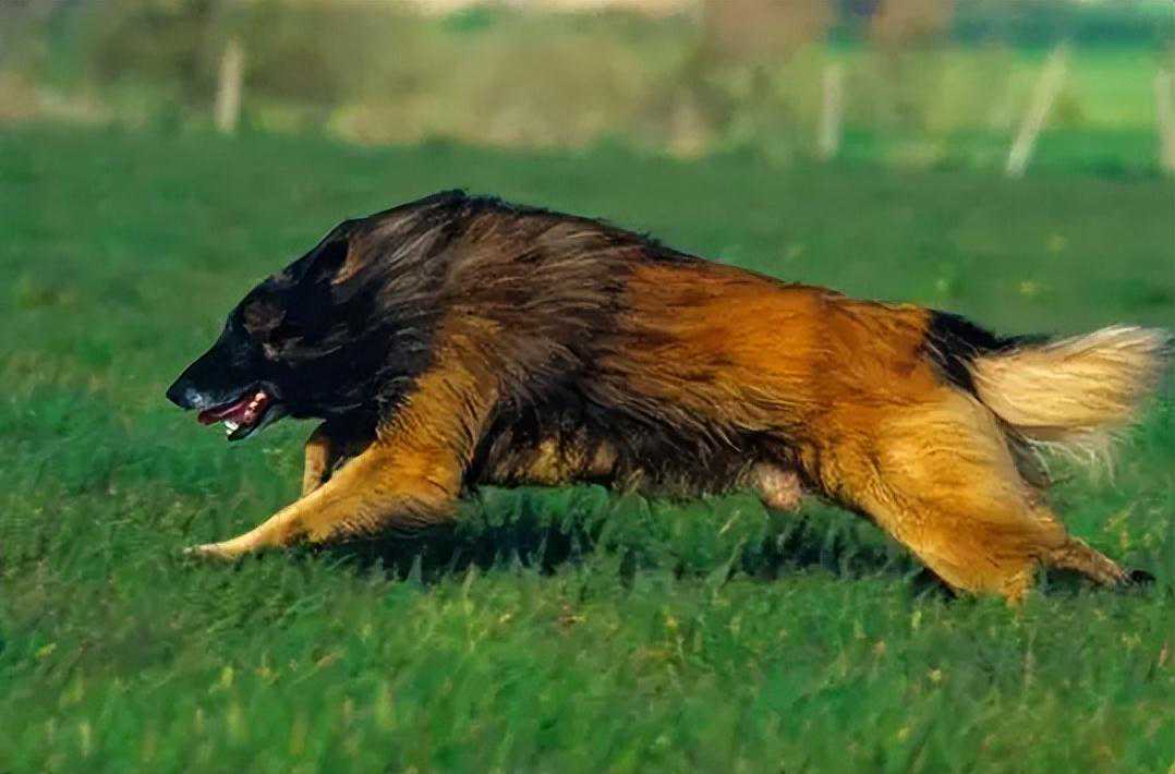 德牧的替身！智商排名14的标杆犬种——比利时特伏丹犬