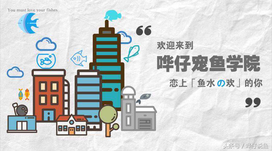 有多少男人拜倒在了菠萝鱼的石榴裙下？我的鱼缸沦陷了