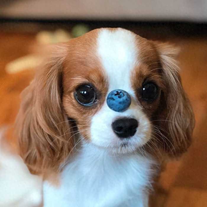 世界上最美的狗，两只大眼睛任何人看了都会动情，美得像一个姑娘