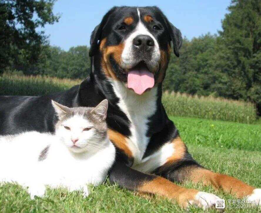 百科 | 大瑞士山地犬，伯恩山的平头表兄？！