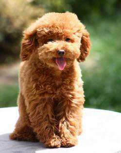 男子意外捡来的流浪狗，居然发现它是只宝，网友纷纷表示：我也要