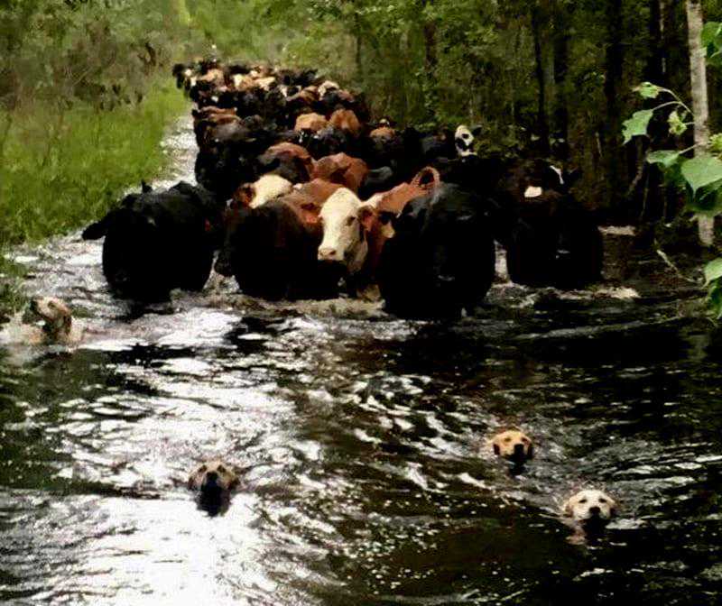 柯基都不牧牛了，还有断尾的必要吗？它断尾会有什么好处？