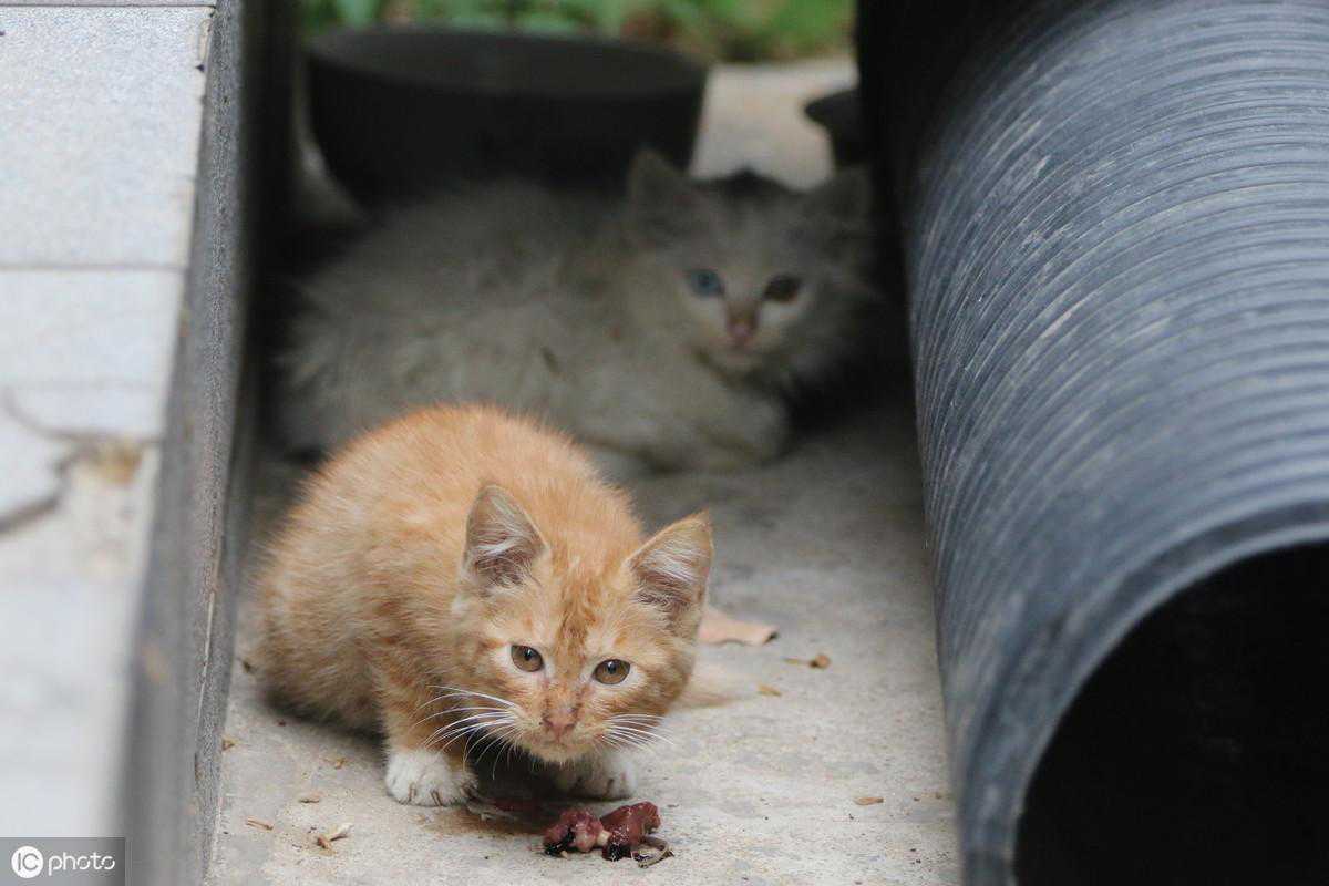 收养了一只流浪猫，家里30只猫都感染了猫瘟，如何正确收养流浪猫