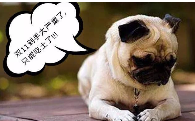 解读巴哥犬特点，教你学会正确饲养巴哥犬，新手铲屎官必看！