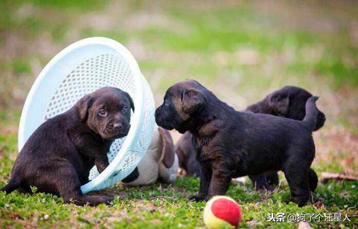 盘点8种最可爱的狗狗，你养过吗？