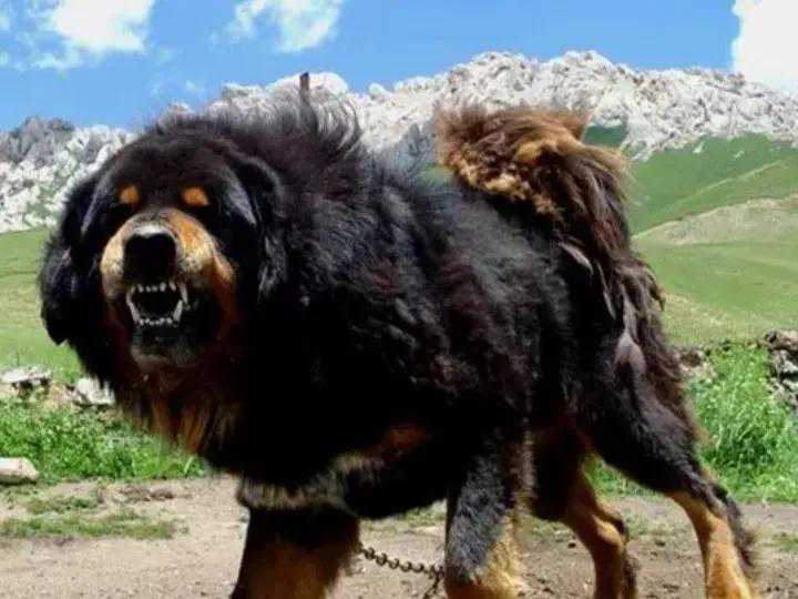 虎生三子，必有一彪，犬生九子，必有一獒。“彪”，真实存在吗？