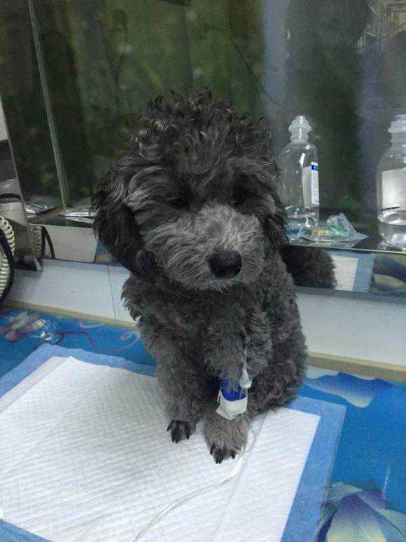 去花鸟市场，1500元买下只灰泰迪，喂养四个月后，噩梦就开始了！