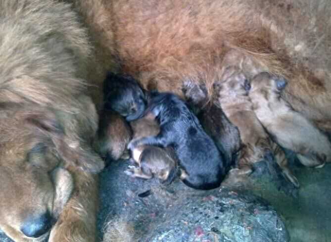 湖南纯种藏獒一窝生16只，市场价一只8万，狗主人一窝狂赚百万