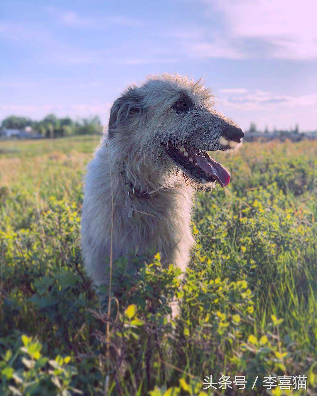 体型比小马驹还大的爱尔兰猎狼犬，对待主人却像萨摩金毛一样温柔
