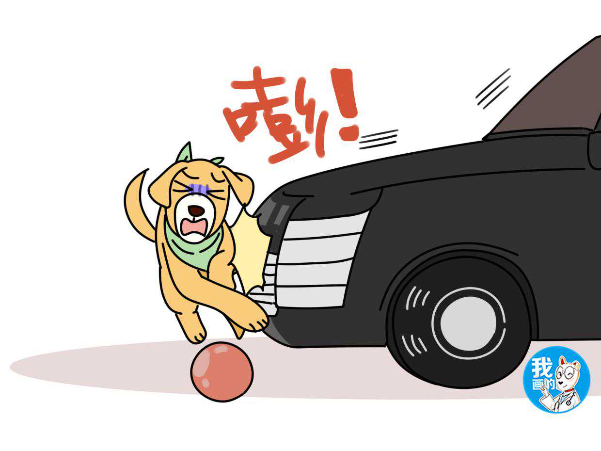 狗狗车祸后无外伤，肚子却越鼓越大？有可能是脾破裂得及时就医