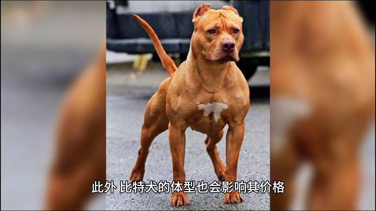 纯种比特犬的价格是多少？