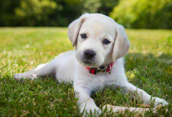 幼犬什么时候需要戴项圈？什么项圈适合它们？关于幼犬和项圈的事