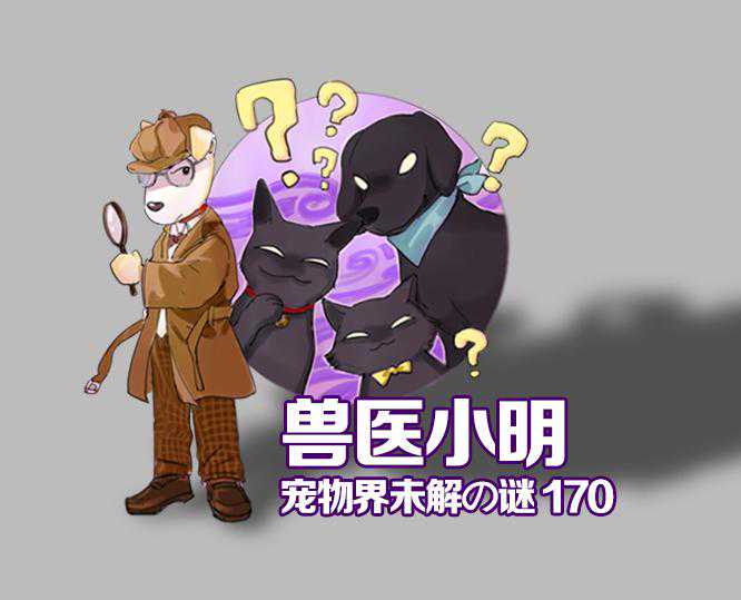 辟谣：狗狗患耳血肿，外力刺激是主要原因？清洁不到位才是关键