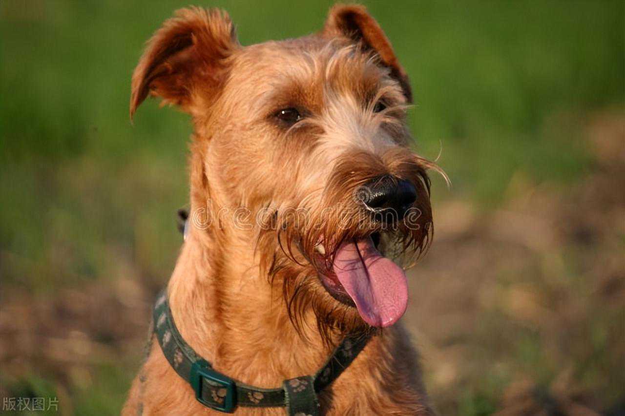 爱尔兰梗的优缺点：爱尔兰梗犬的魅力与个性！