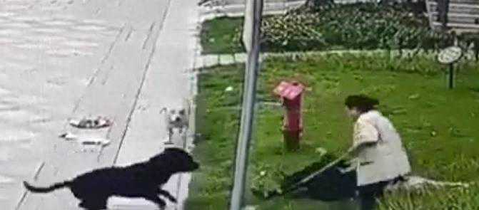 中国最大罗威纳犬舍遭网暴，基地董事长：卖了十多年没一只咬人