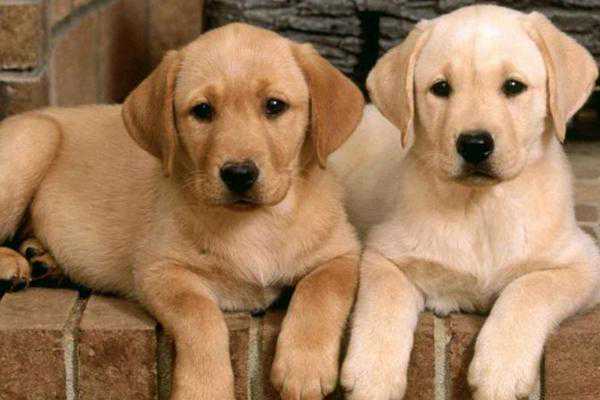 狗狗肚子咕噜咕噜叫，不仅仅是饿了，还有可能是肠胃有问题！