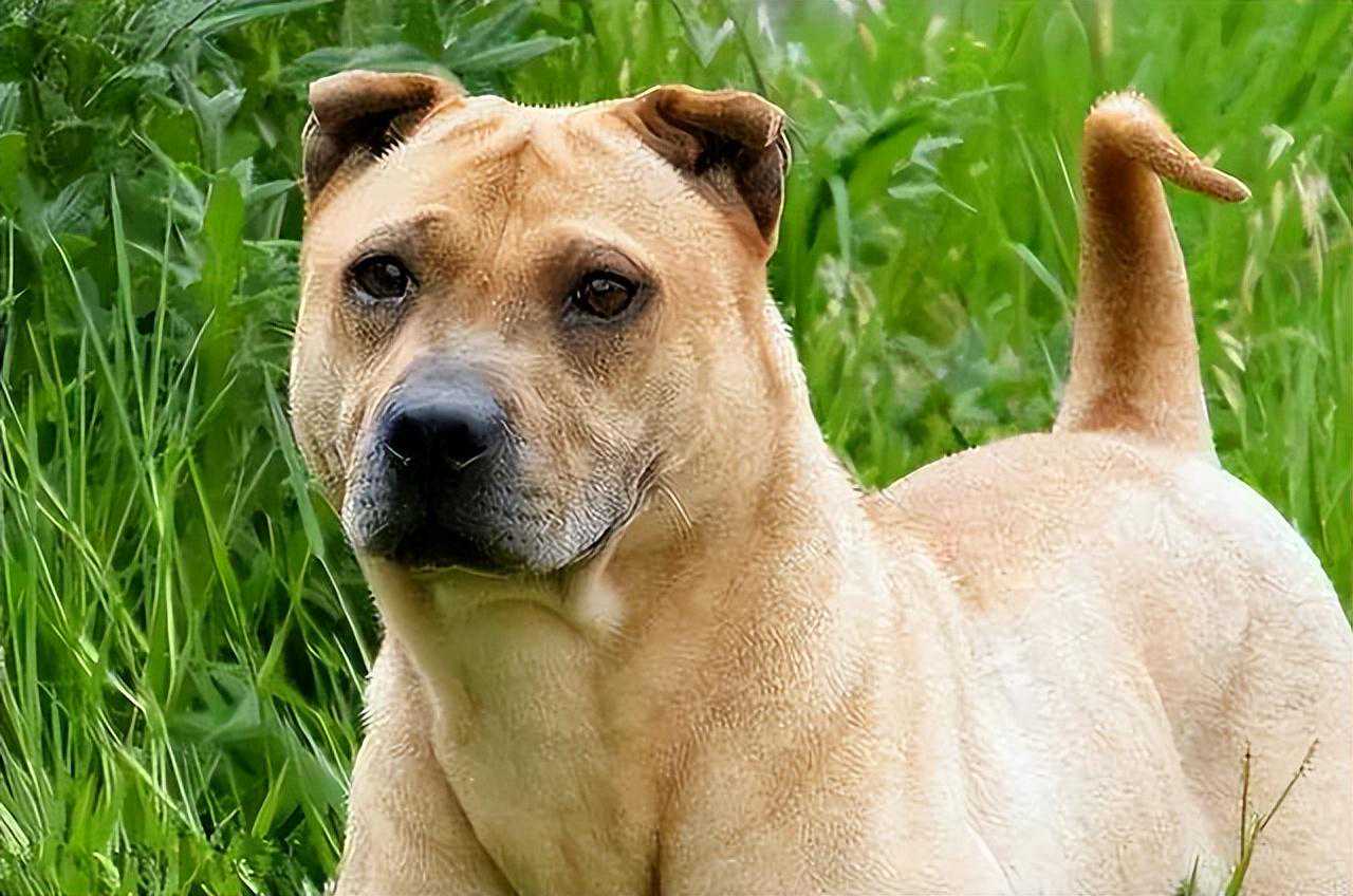 你的童年有只“大黄”吗？40种中国本土犬大全（带图片）快收藏！