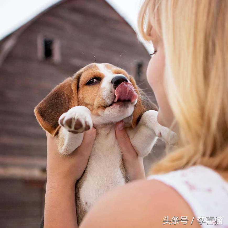 史努比的原型原来是它, 有着一双超萌大耳朵的比格猎兔犬!