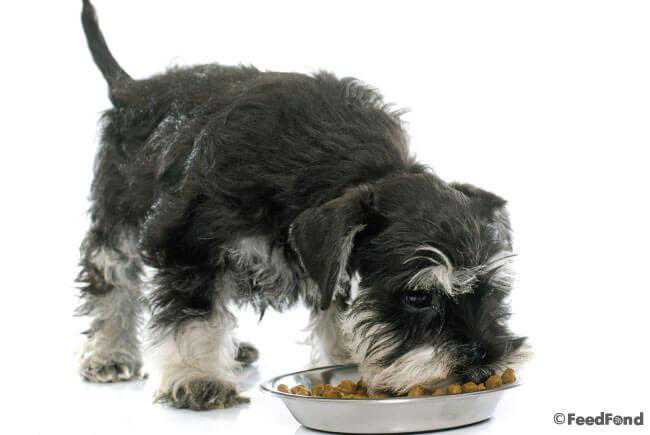 迷你雪纳瑞胆子超大，但也爱挑战主人，要怎么养出听话狗狗呢？