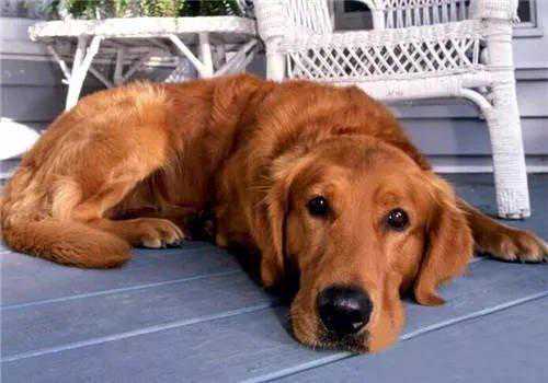 成年犬常见皮肤病有3种，做好这些预防，会让狗狗好受些