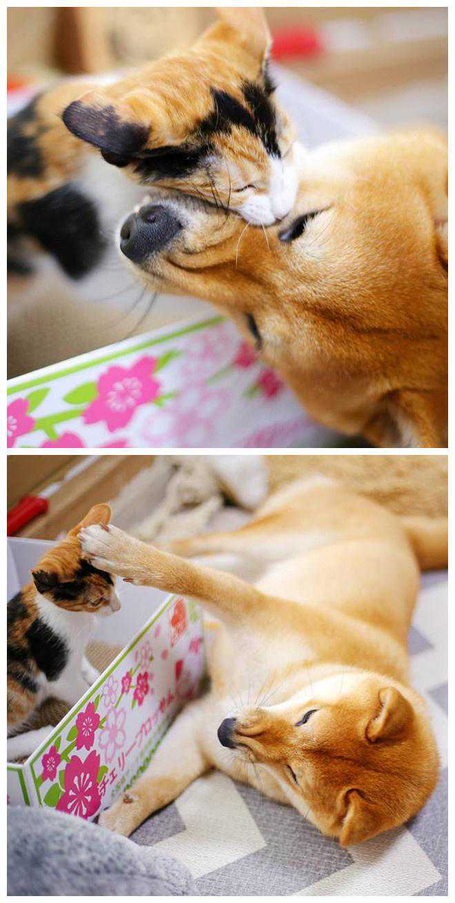 秋田犬和三花猫的甜蜜日常~ 犬系男友就应该是这样的啊