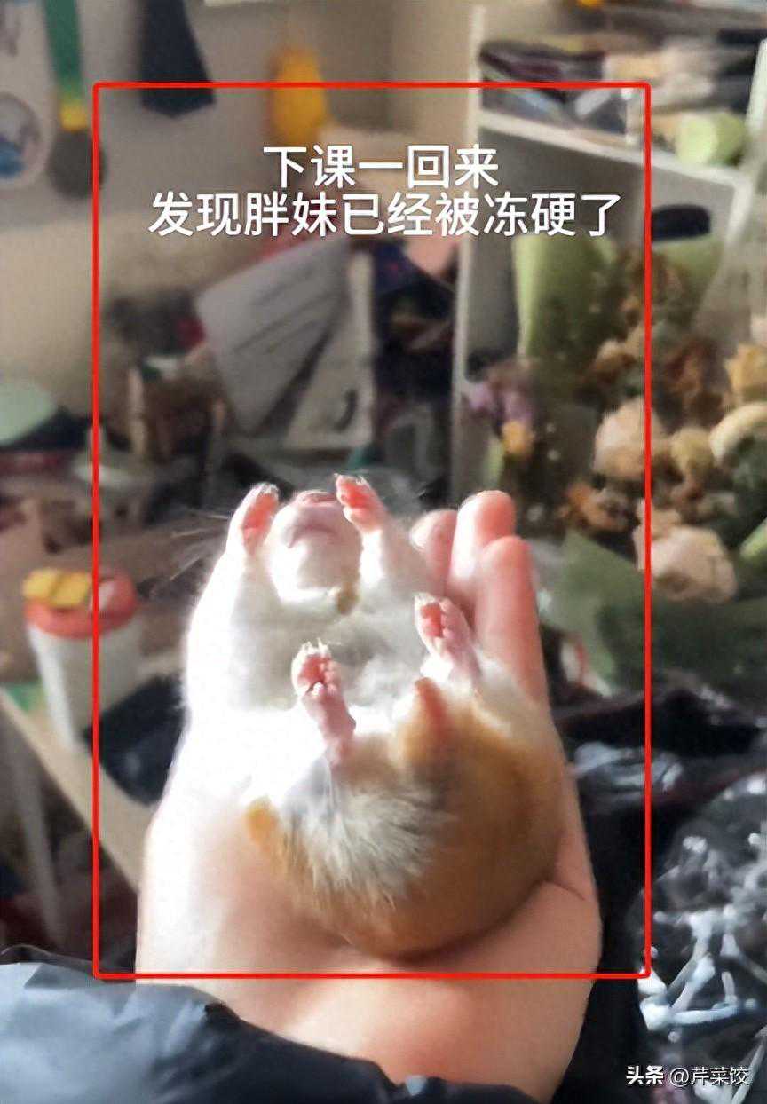 等等，冬天发现仓鼠变得僵硬千万别着急扔!网友：早知道救一下了