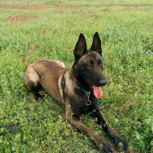 马犬：人类最忠实的朋友 服从性好 警觉性高 适应性强