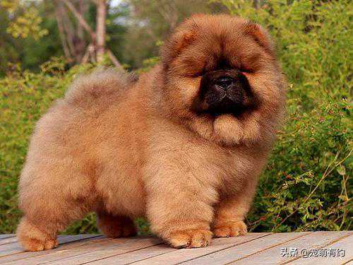 饲养倔强的松狮犬，掌握饲养常识，才能有利于它健康成长