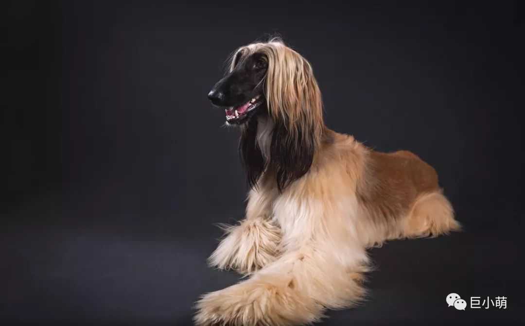 静若处子动若疯子 阿富汗猎犬你可能养不起